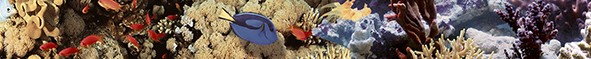 Ocean Reef 2 Бордюр 5x50 - фото - 1