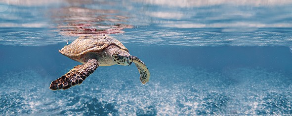 Ocean Turtle Декор 20x50 - фото - 1