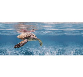Ocean Turtle Декор 20x50 - фото - 1