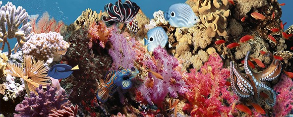Ocean Reef 1 Декор 20x50 - фото - 1