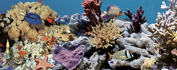 Ocean Reef 2 Декор 20x50 - фото - 1