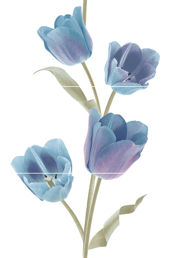 Tulips Frios Панно (из 3-х плиток) 50х75 - фото - 1