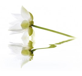 City White Lilies Панно 40x50 (2пл) - фото - 1