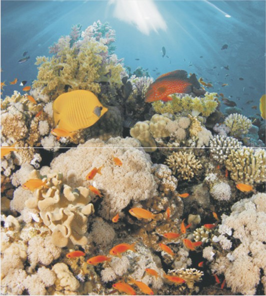 Dec Corals Panno (панно из 2-х шт) 50х45 - фото - 1