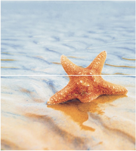 Dec Starfish 1 Panno (панно из 2-х шт) КПН16Starfish1 50х45 - фото - 1
