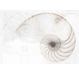 Nautilus панно ракушка многоцветный (NT2F453DT) 40x60 - фото - 1