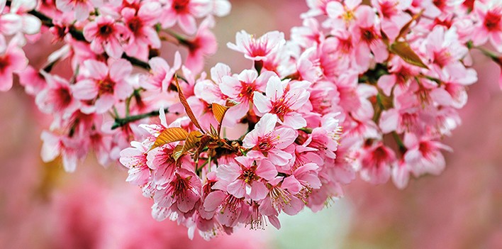 Okka Декор стеклянный Sakura (UG2L072D) 29,7x60 - фото - 1