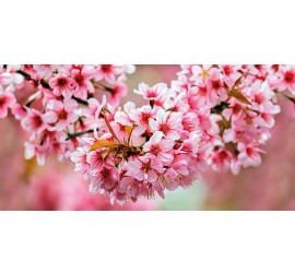 Okka Декор стеклянный Sakura (UG2L072D) 29,7x60 - фото - 1